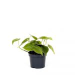 Bioma Plants - Planta Natural - Philodendron Scandens 10 - 20 cm Ø 12cm