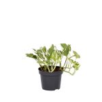 Bioma Plants - Planta Natural - Scindapsus Njoy 10 - 20 cm Ø 12cm