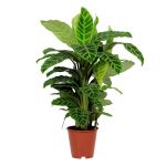 Bioma Plants - Planta Natural - Calathea Zebrina 50 - 60 cm Ø 19cm