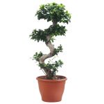 Bioma Plants Ficus Ginseng Bonsai 110- 120 cm Ø 35cm
