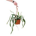 Bioma Plants Epiphyllum Anguliger 30 - 40 cm Ø 17cm