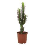 Bioma Plants Euphorbia Trigona 60 - 70 cm Ø 17cm