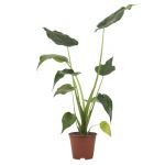 Bioma Plants Alocasia Cucullata Mão de Buda 60 - 70 cm Ø 14cm