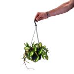 Bioma Plants Hoya Carnosa Tricolor 30 - 40 cm Ø 14cm