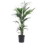 Bioma Plants Palmeira Kentia 130-140 cm Ø 24cm
