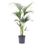 Bioma Plants Palmeira Kentia 100- 110 cm Ø 21cm