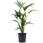 Bioma Plants Palmeira Kentia 70 - 80 cm Ø 19cm