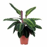 Bioma Plants Calathea Jungle Velvet 60 - 70 cm Ø 19cm