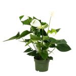 Bioma Plants Antúrio Branco 50 - 60 cm Ø 17cm