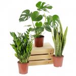 Bioma Plants Conjunto de Plantas Fáceis de Cuidar