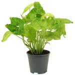 Bioma Plants Syngonium Bold Allusion 30 - 40 cm Ø 14cm