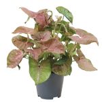 Bioma Plants Syngonium Pink Allusion 30 - 40 cm Ø 14cm