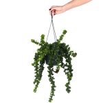 Bioma Plants Aeschynanthus Rasta 30 - 40 cm Ø 15cm Suspensão