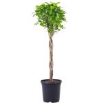 Bioma Plants Ficus Microcarpa 'moclame' 100- 110 cm Ø 24cm