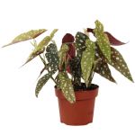 Bioma Plants Begonia Maculata 30 - 40 cm Ø 14cm