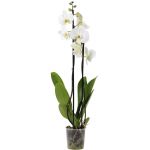 Bioma Plants Orquídea Phalaenopsis Branca 50 - 60 cm Ø 12cm