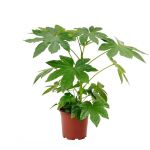 Bioma Plants Fatsia Japonica 60 - 70 cm Ø 19cm