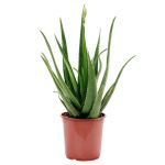 Bioma Plants Aloe Vera 70 - 80 cm Ø 24cm