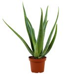 Bioma Plants Aloe Vera 40-50 cm Ø 14cm