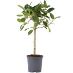 Bioma Plants Ficus Benghalensis 'audrey' 70 - 80 cm Ø 21cm