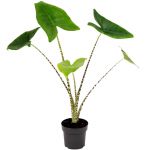 Bioma Plants Alocasia Zebrina 40-50 cm Ø 14cm