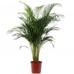 Bioma Plants Palmeira Areca 130-140 cm Ø 24cm