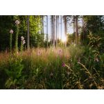 Komar Fotomural Landscape X7-1005 Summer Glade Verde 350x250 (cm)