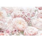 Komar Fotomural Floral And Wellness 8-976 Spring Roses Branco/rosa 368x254 (cm)