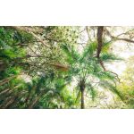 Komar Fotomural Stefan Hefele SHX9-128 Touch the Jungle Castanho/verde/beige 450x280 (cm)