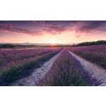 Komar Fotomural Stefan Hefele SHX9-052 Lavender Dream Cinza/verde/violeta 450x280 (cm)