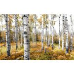 Komar Fotomural Stefan Hefele SHX9-015 Colorful Aspenwoods Branco/cinza/beige 450x280 (cm)