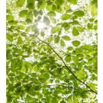 Komar Fotomural Stefan Hefele SHX5-045 Im Fruhlingswald Branco/verde 250x280 (cm)