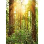 Komar Fotomural Landscape X4-044 Redwood Amarelo/verde/beige 200x260 (cm)