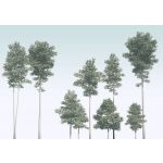 Komar Fotomural Floral And Wellness R4-040 Pines Branco/azul/verde 400x280 (cm)