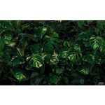 Komar Fotomural Tropical P333-VD4 Tropical Wall Verde 400x250 (cm)