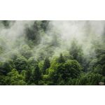 Komar Fotomural Stefan Hefele PSH061-VD4 Forest Land Branco/verde 400x250 (cm)