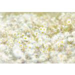 Komar Fotomural Floral And Wellness 8-994 Daisies Branco/amarelo 368x254 (cm)