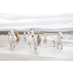 Komar Fotomural Landscape 8-986 White Horses Branco/castanho/cinza/beige 368x254 (cm)