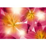 Komar Fotomural Floral And Wellness 8-928 Summer Sun Branco/amarelo/rosa/violeta 368x254 (cm)