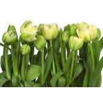 Komar Fotomural Floral And Wellness 8-900 Tulips Branco/amarelo/verde 368x254 (cm)