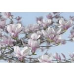 Komar Fotomural Floral And Wellness 8-738 Magnolia Branco/azul/cinza/rosa 368x254 (cm)