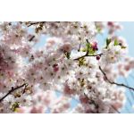 Komar Fotomural National Geographic 8-507 Spring Branco/azul/rosa 368x254 (cm)