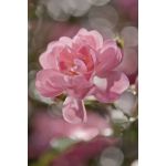 Komar Fotomural Floral And Wellness 4-713 Bouquet Branco/verde/rosa 184x254 (cm)