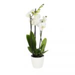 Homeflora Orquídea Branca