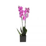 Homeflora Orquídea Phalaenopsis