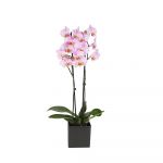 Homeflora Planta Orquídea