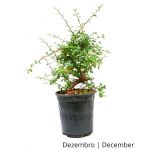 Luso Bonsai Cotoneaster 8 Anos - Pré-bonsai - 70003