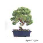 Luso Bonsai Juniperus Itoigawa 23 Anos - 51846C
