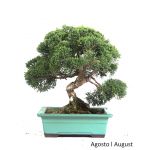 Luso Bonsai Juniperus Itoigawa 23 Anos - 51846G