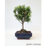 Luso Bonsai Podocarpus 6 Anos - 52605